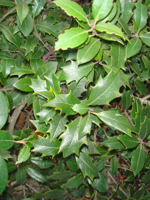 Osmanthus heterophyllus